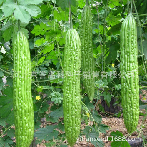 চাইনা মিষ্টি করলা