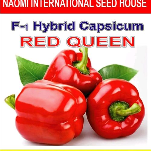 হাইব্রিড  লাল ক্যাপসিকাম  ( Naomi seed)