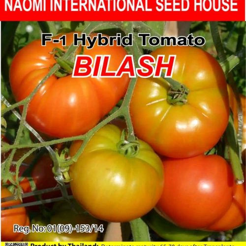 হাইব্রিড BILASH  টমেটো  Naomi seed