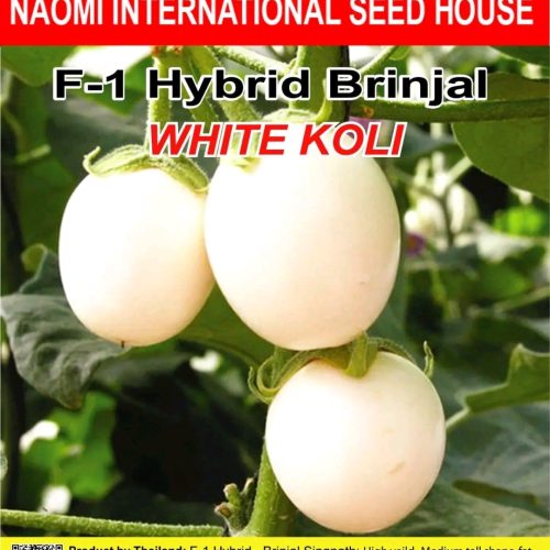 সাদা ডিম বেগুন WHITE KOLI ( NAOMI SEED)