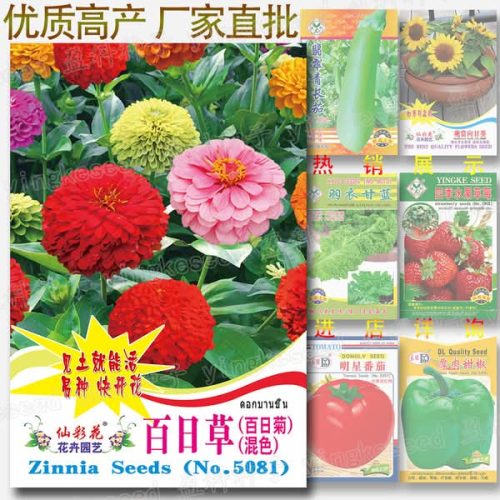 Organic Zinnia জিনিয়া