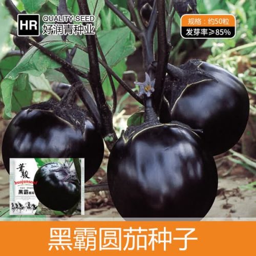 চাইনা তাল বেগুন  Organic Seed
