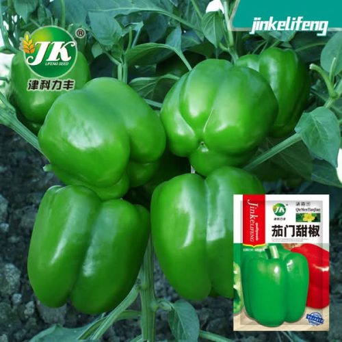 ক্যাপসিকাম চায়না  লাল ও সবুজ  Organic Seed