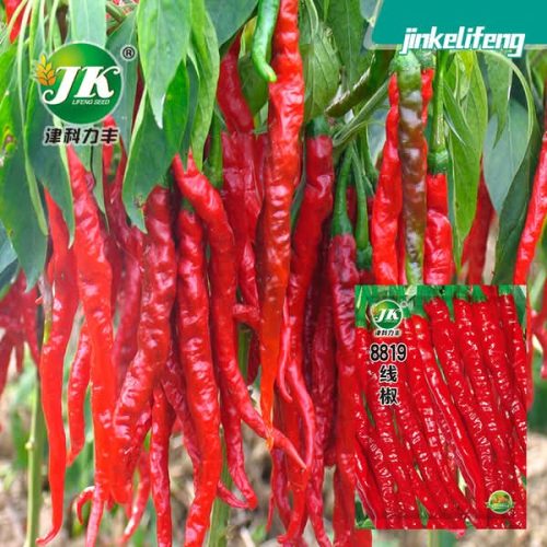 অর্নামেন্টাল মরিচ চায়না