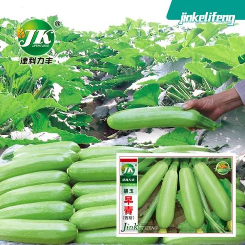 চায়না স্কোয়াশ হাইব্রিড