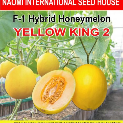হানি মেলন হাইব্রিড উচ্চ ফলনশীল বারোমাসি  NAOMI SEED