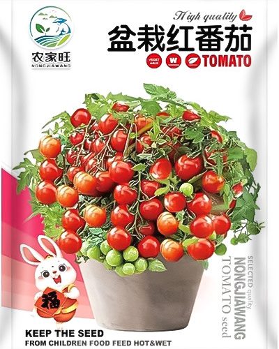 Bonsai Red Tomato বনসাই লাল টমেটো বা পট টমেটো