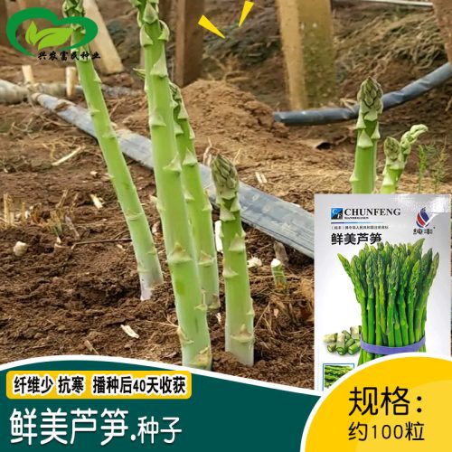 Asparagus Seeds