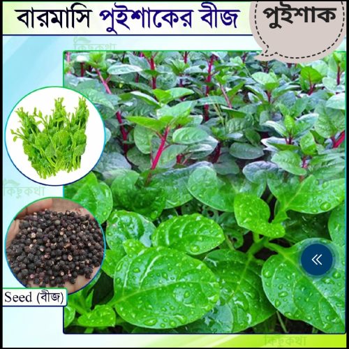 উচ্চফলনশীল পুঁইশাক  ১০ গ্রাম