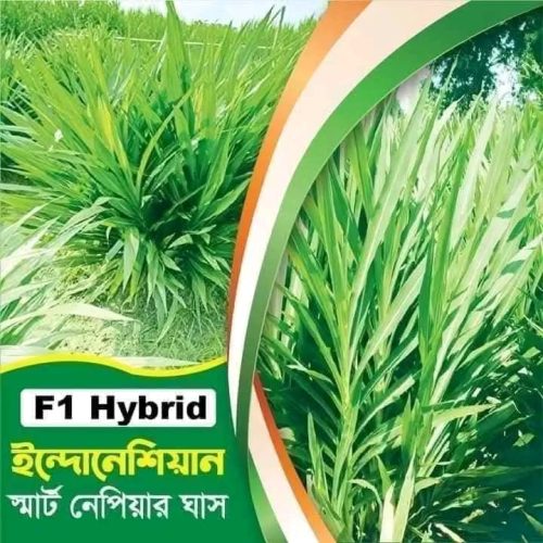 ইন্দোনেশিয়ান স্মার্ট নেপিয়ার ঘাস 1 কেজি